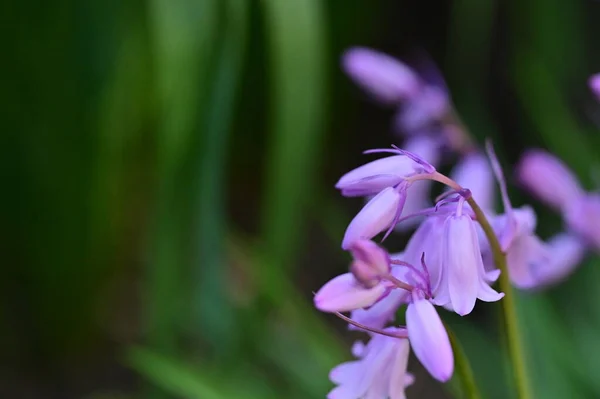 Närbild Lila Blommor Trädgården — Stockfoto