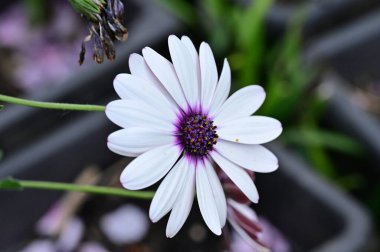 Bahçede güzel beyaz ve mor çiçekler