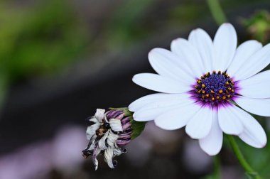 Bahçede güzel beyaz ve mor çiçekler