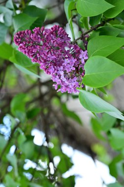Bahçedeki mor çiçekleri kapat.