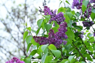 Bahçedeki mor çiçekleri kapat.