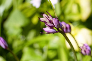 Bahçedeki mor çiçekleri kapat.