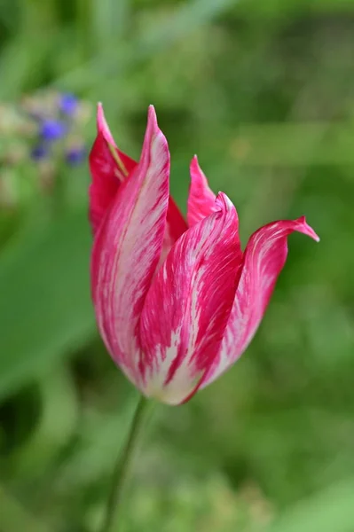 Hermoso Tulipán Jardín — Foto de Stock