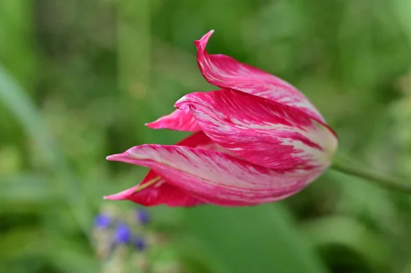 Bellissimo Tulipano Giardino — Foto Stock