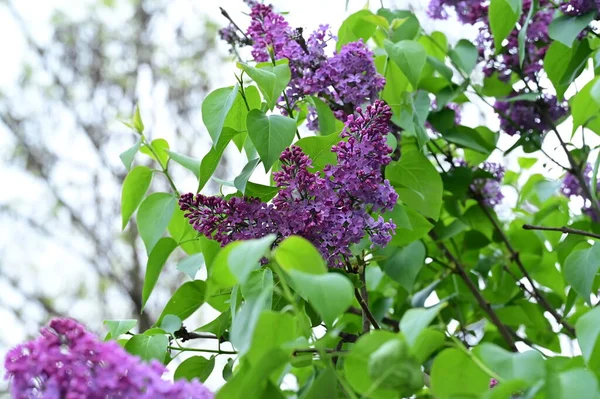 Bliska Widok Purpurowych Kwiatów Ogrodzie — Zdjęcie stockowe