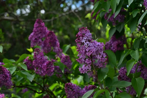 庭の紫色の花を間近に見ることができます — ストック写真