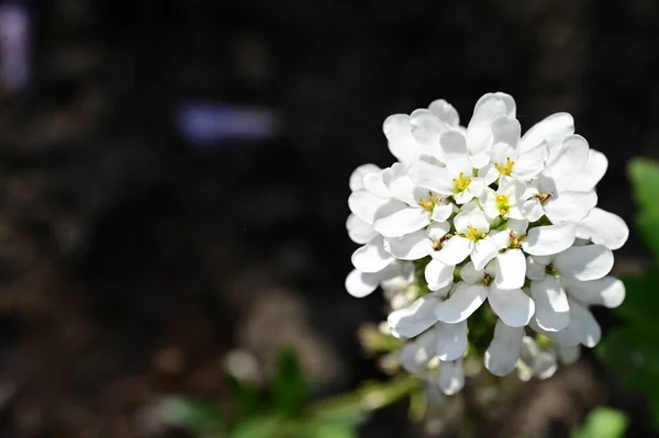 stock image close up of white flowers in spring garden