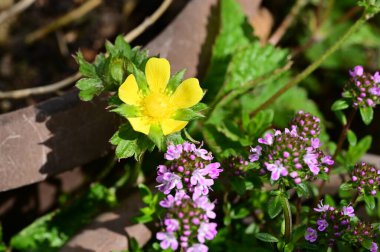Bahçede büyüyen güzel çiçekler