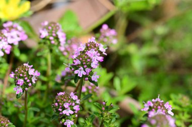 Bahçede büyüyen güzel çiçekler