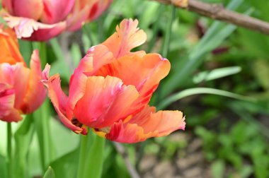 Bahçede büyüyen güzel laleler