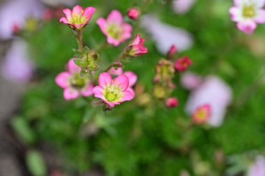 Bahçede büyüyen güzel çiçekler