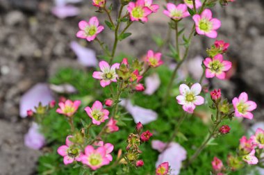 Bahçede büyüyen güzel çiçekler
