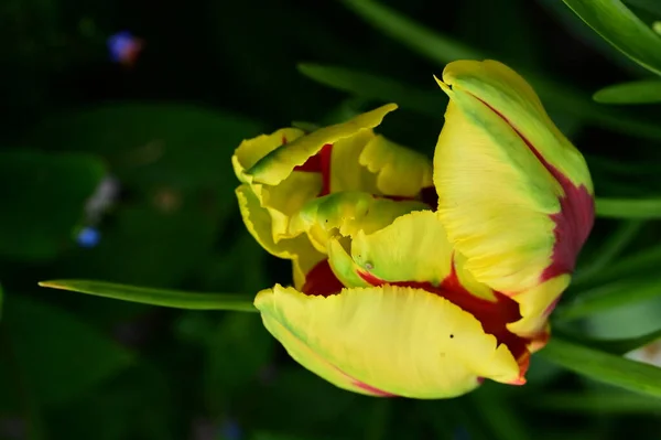 Krásný Tulipán Zahradě — Stock fotografie