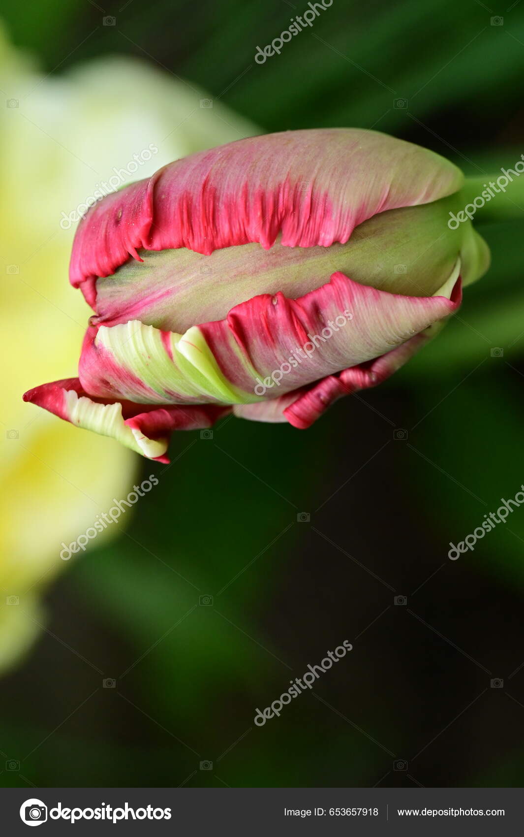 Flor fresca e brilhante de peão florescendo de perto