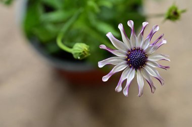 Bahçede güzel beyaz ve mor çiçekler