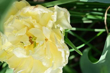 Bahar bahçesindeki beyaz çiçeklere yakın.