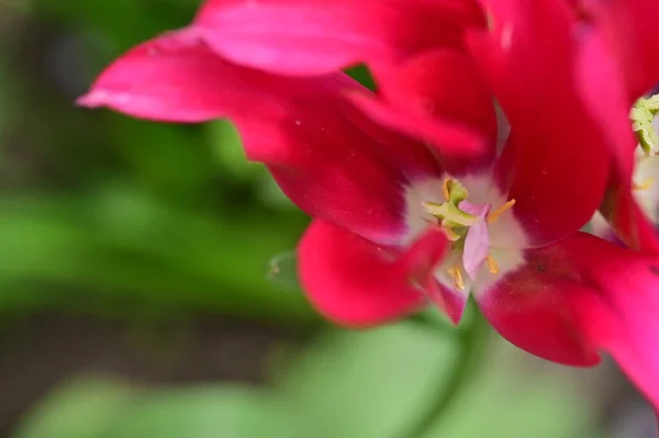 Linda Tulipa Jardim — Fotografia de Stock