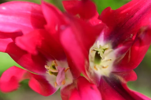Piękne Tulipany Rosnące Ogrodzie — Zdjęcie stockowe