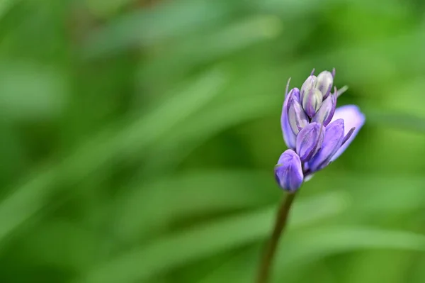 Bahçedeki Mor Çiçekleri Kapat — Stok fotoğraf