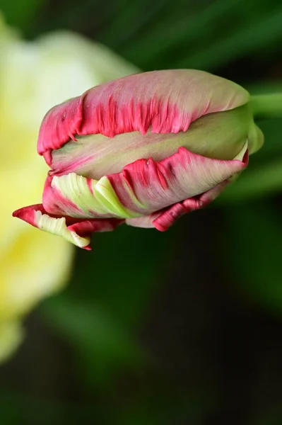 庭の美しいチューリップ — ストック写真