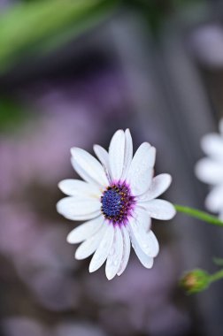 Bahçede güzel beyaz ve mor çiçekler