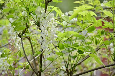 Bahar bahçesindeki beyaz çiçeklere yakın.