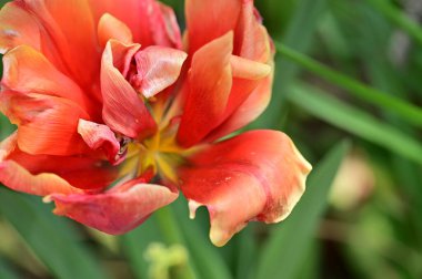 Bahçedeki güzel kırmızı çiçekler