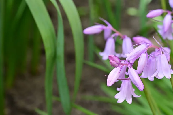 Вид Фиолетовый Цветок Саду — стоковое фото