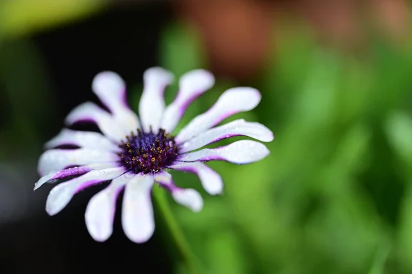 Gyönyörű Fehér Lila Virágok Kertben — Stock Fotó