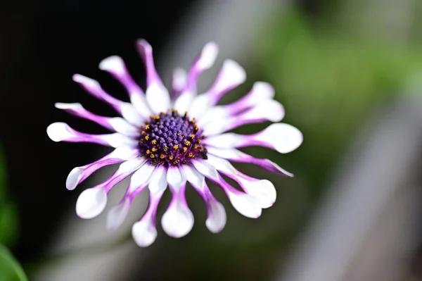 Vackra Vita Och Lila Blommor Trädgården — Stockfoto