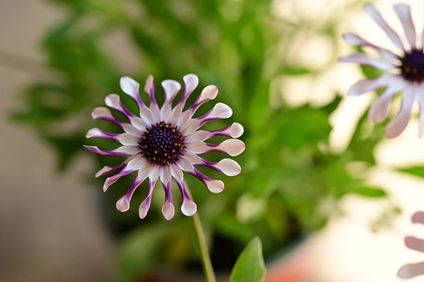Красиві Білі Фіолетові Квіти Саду — стокове фото