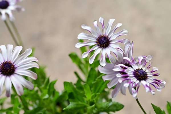Vackra Vita Och Lila Blommor Trädgården — Stockfoto
