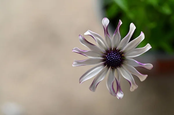 Hermosas Flores Blancas Púrpuras Jardín — Foto de Stock