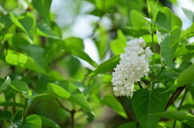 Bahar bahçesindeki beyaz çiçeklere yakın.