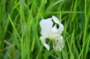 Bahar bahçesindeki beyaz çiçeklere yakın.