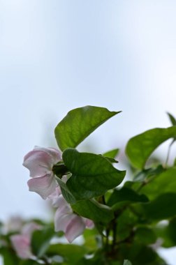 Bahar bahçesindeki beyaz çiçeklere yakın.