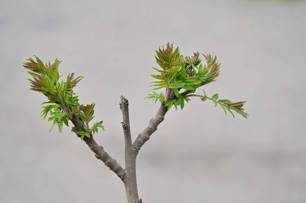 Όμορφη Βοτανικός Πυροβολισμός Φυσική Ταπετσαρία Πράσινα Δέντρα Στο Υποκατάστημα — Φωτογραφία Αρχείου