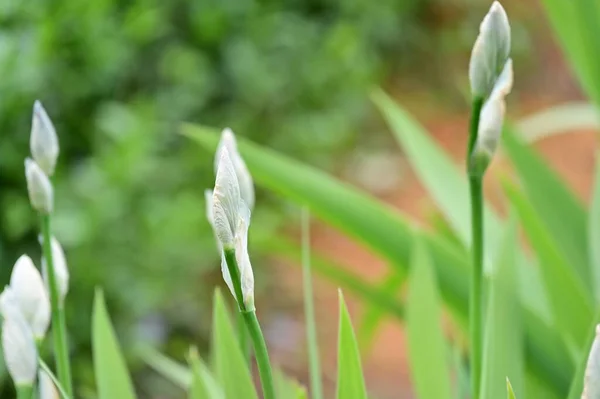 Zblízka Bílé Květy Jarní Zahradě — Stock fotografie