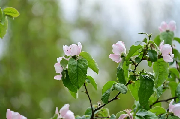 Närbild Vita Blommor Vår Trädgård — Stockfoto