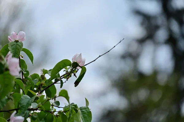 Zblízka Bílé Květy Jarní Zahradě — Stock fotografie