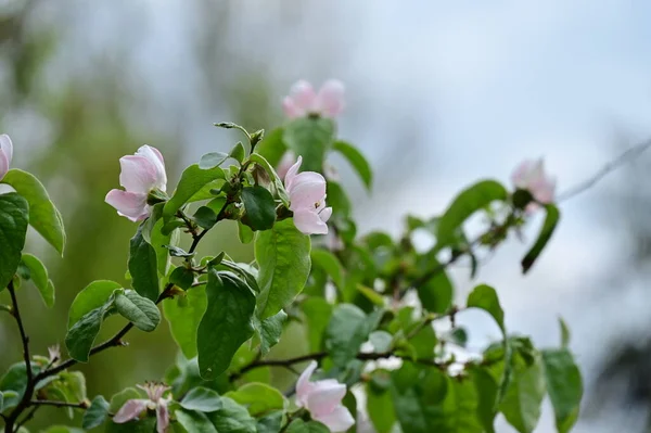 Close Flores Brancas Jardim Primavera — Fotografia de Stock