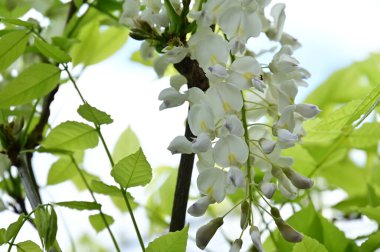 Bahar bahçesindeki beyaz çiçeklere yakın.