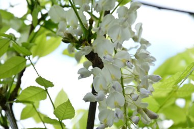 Bahar bahçesindeki beyaz çiçeklere yakın.