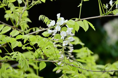 Bahar bahçesindeki beyaz çiçeklere yakın.