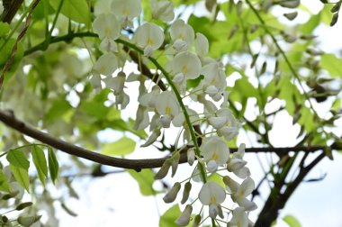 Bahar bahçesindeki beyaz çiçeklere yakın.