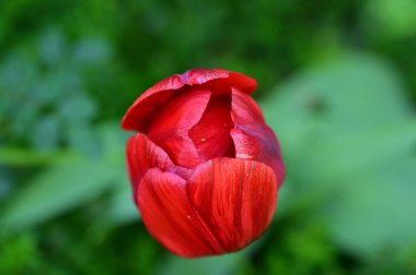 Bahçedeki güzel lale