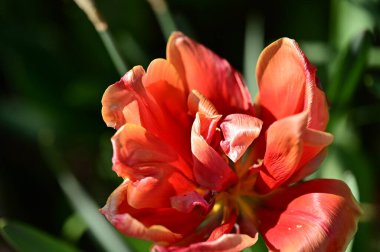 Bahçedeki güzel kırmızı çiçekler