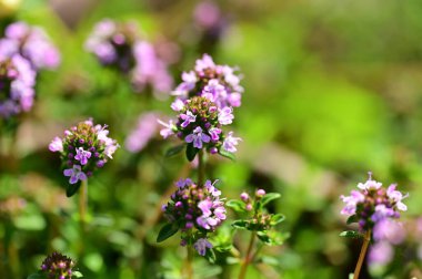 Bahçedeki mor çiçekleri kapat.