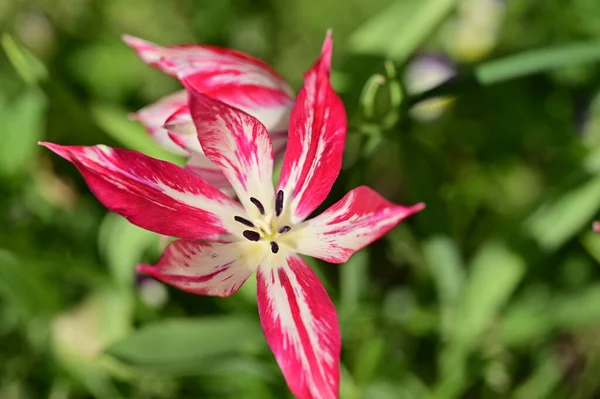 Beautiful Tulips Growing Garden —  Fotos de Stock