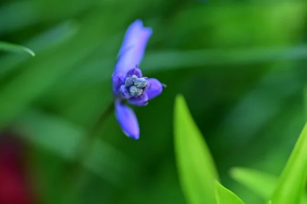 Nahaufnahme Einer Lila Blüte Garten — Stockfoto